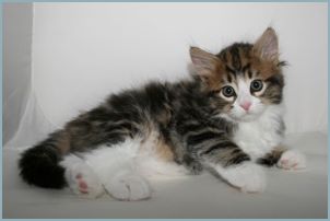 Male Siberian Kitten from Deedlebug Siberians